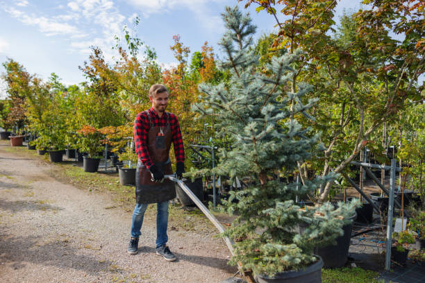 Why Choose Our Tree Removal Services in Riverdale, UT?